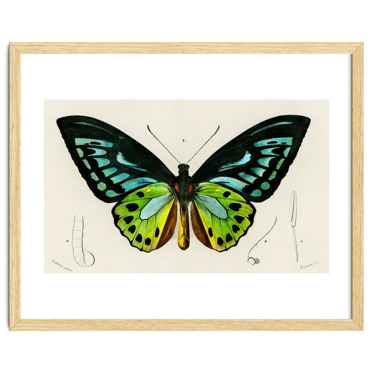 Green birdwing illustrated