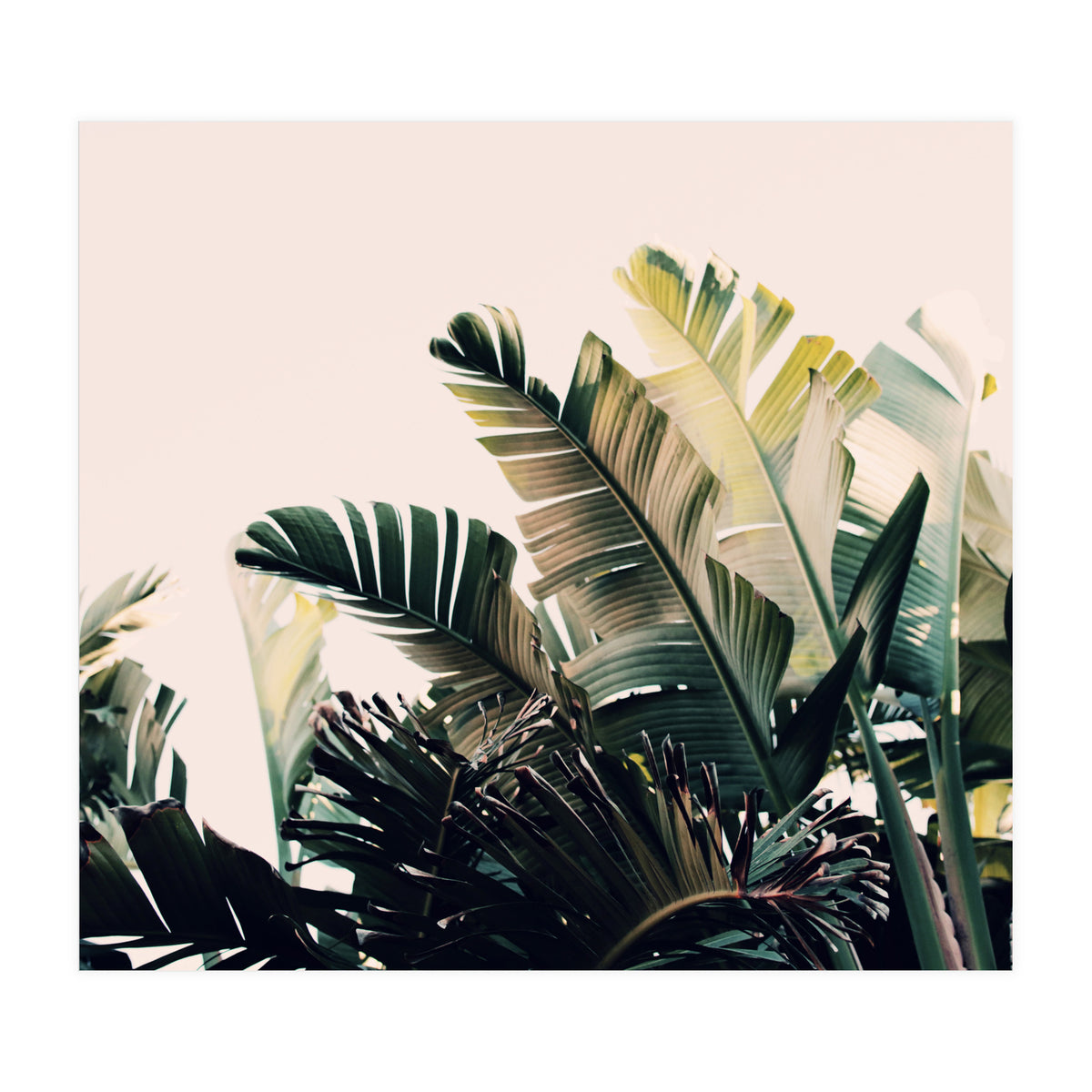 Paradise #4  (Print Only)