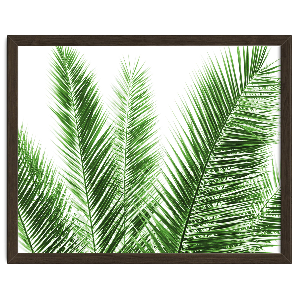Palm Leaves