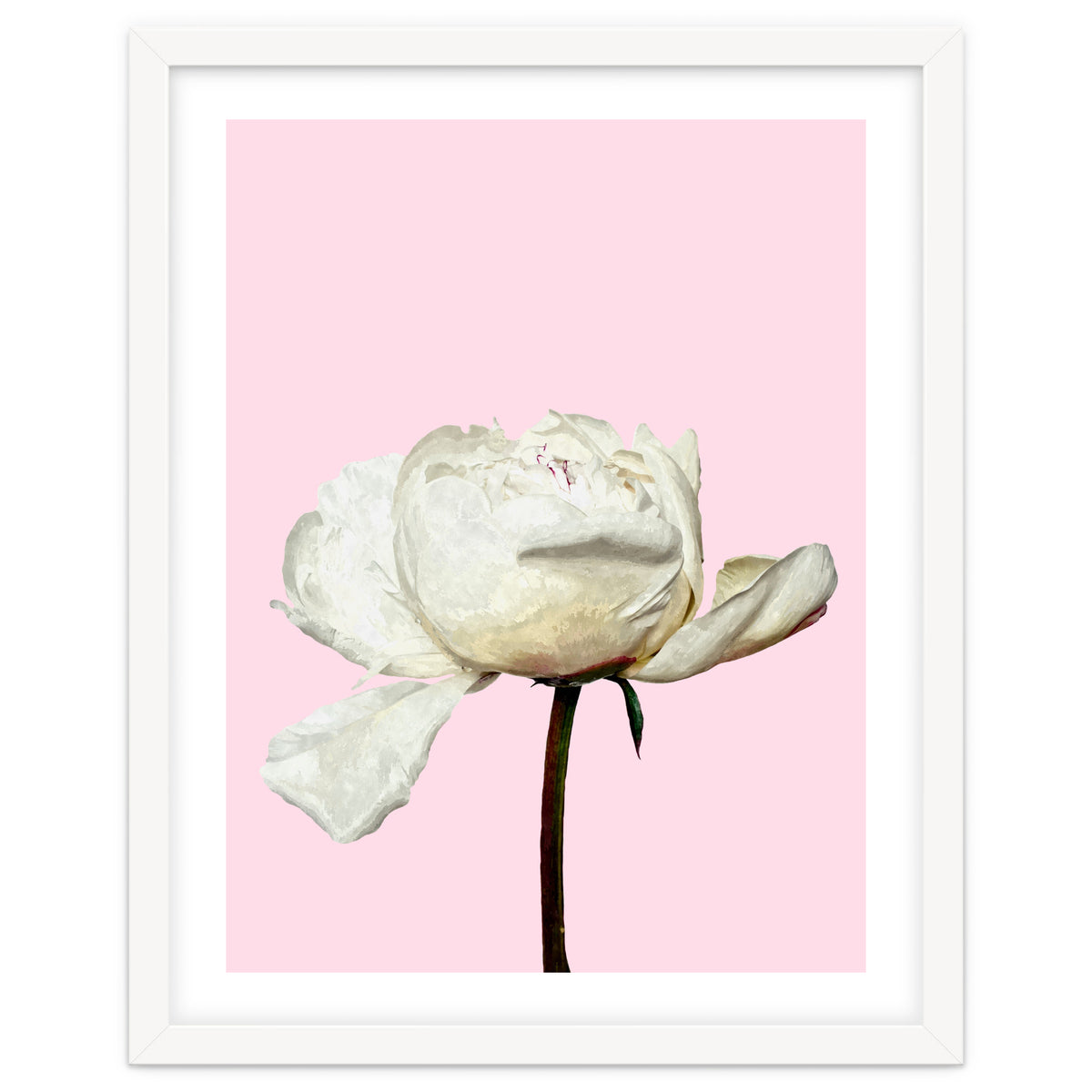 White Peony Pink Background