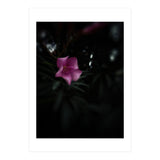 Pinky Flora (Print Only) thumbnail