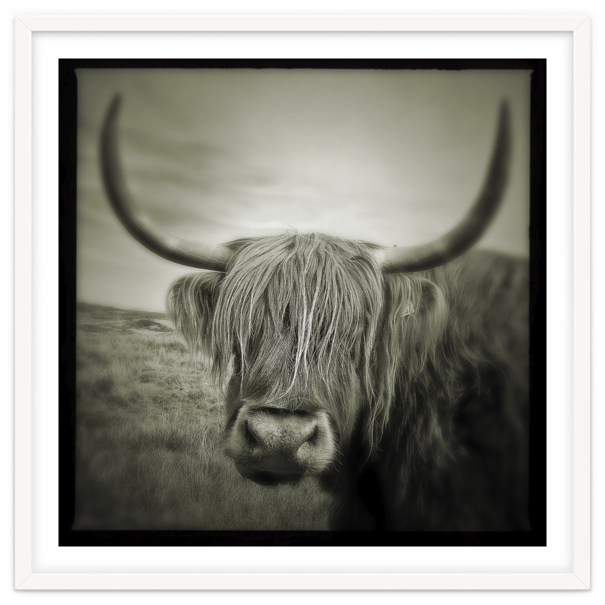 Elgol Cow