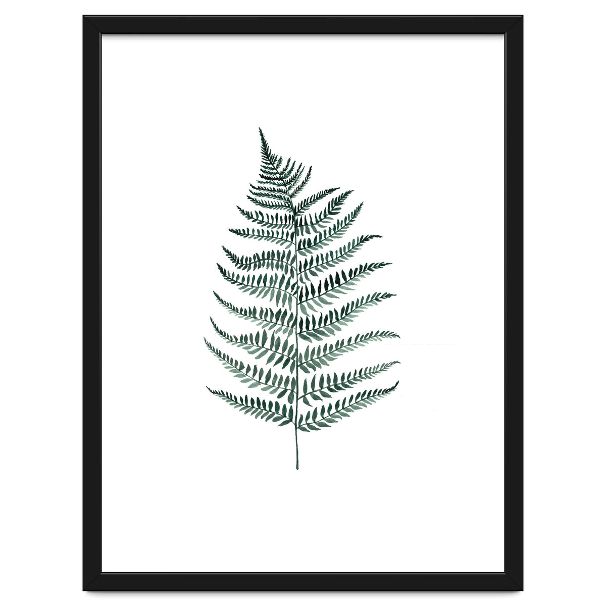Botanical Illustration Silverfern
