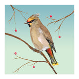 Bohemian waxwing (Print Only) thumbnail