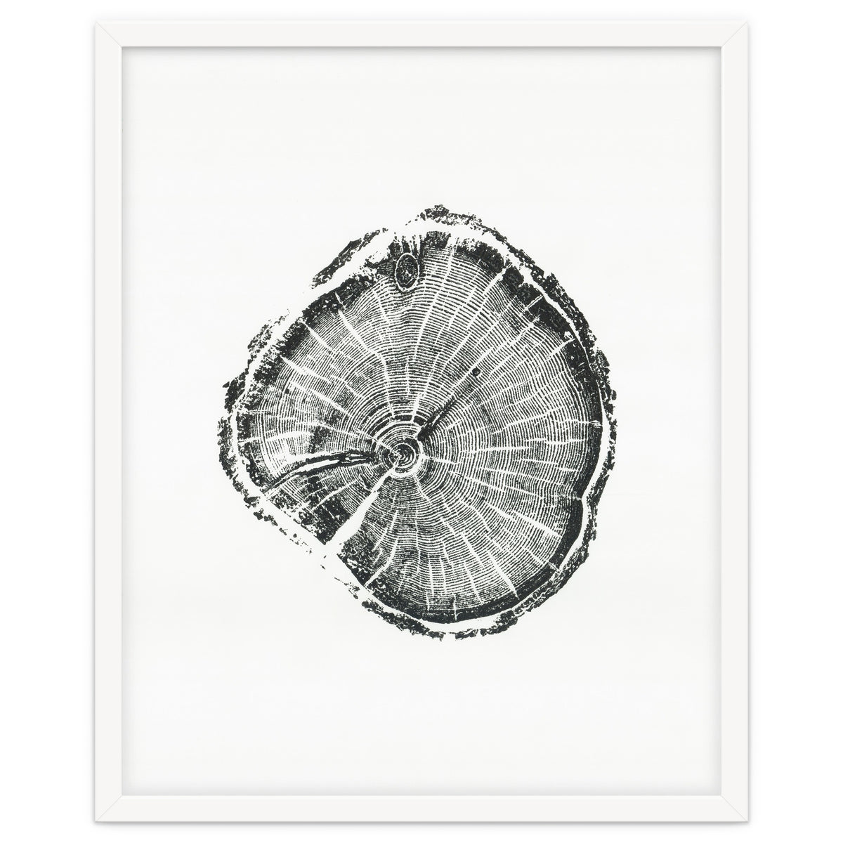 Tree Ring Print, Albion Basin, Utah, Pine Tree Print
