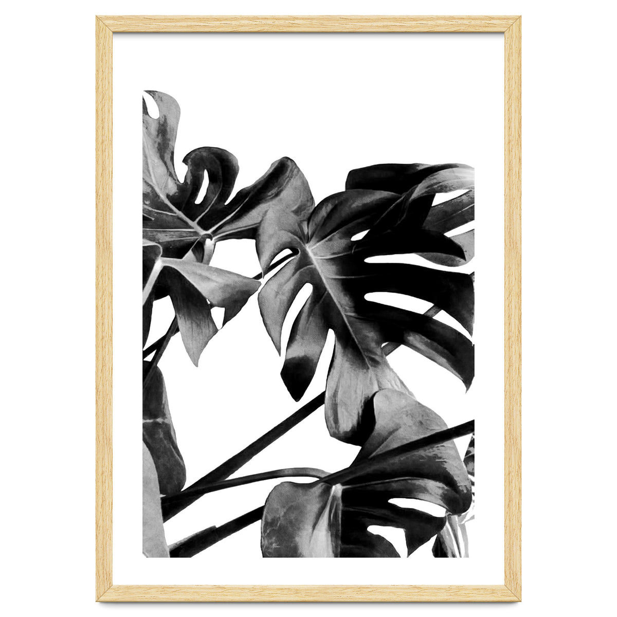 Monstera Black And White 06