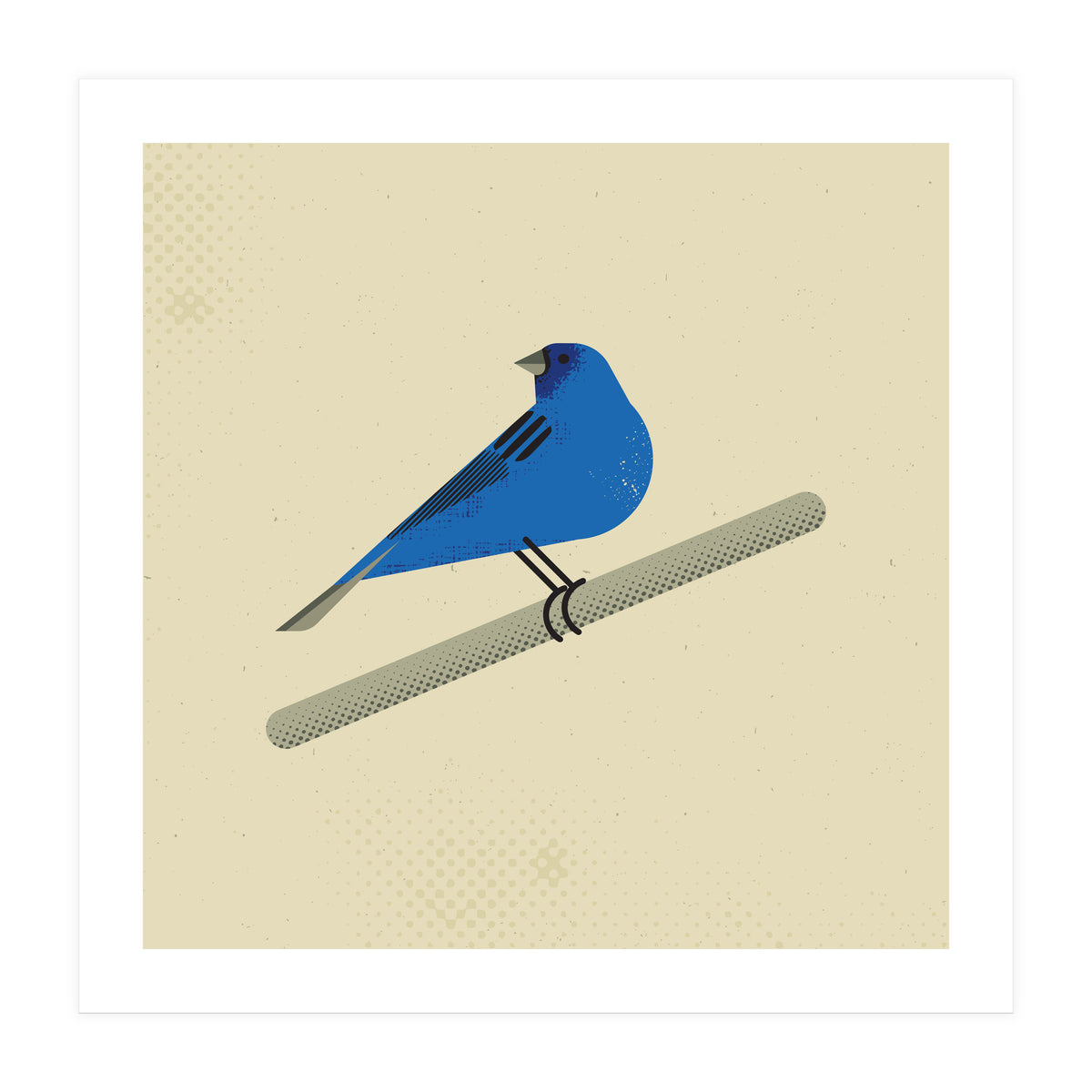 Indigo Bunting  (Print Only)