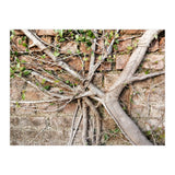 Roots (Print Only) thumbnail