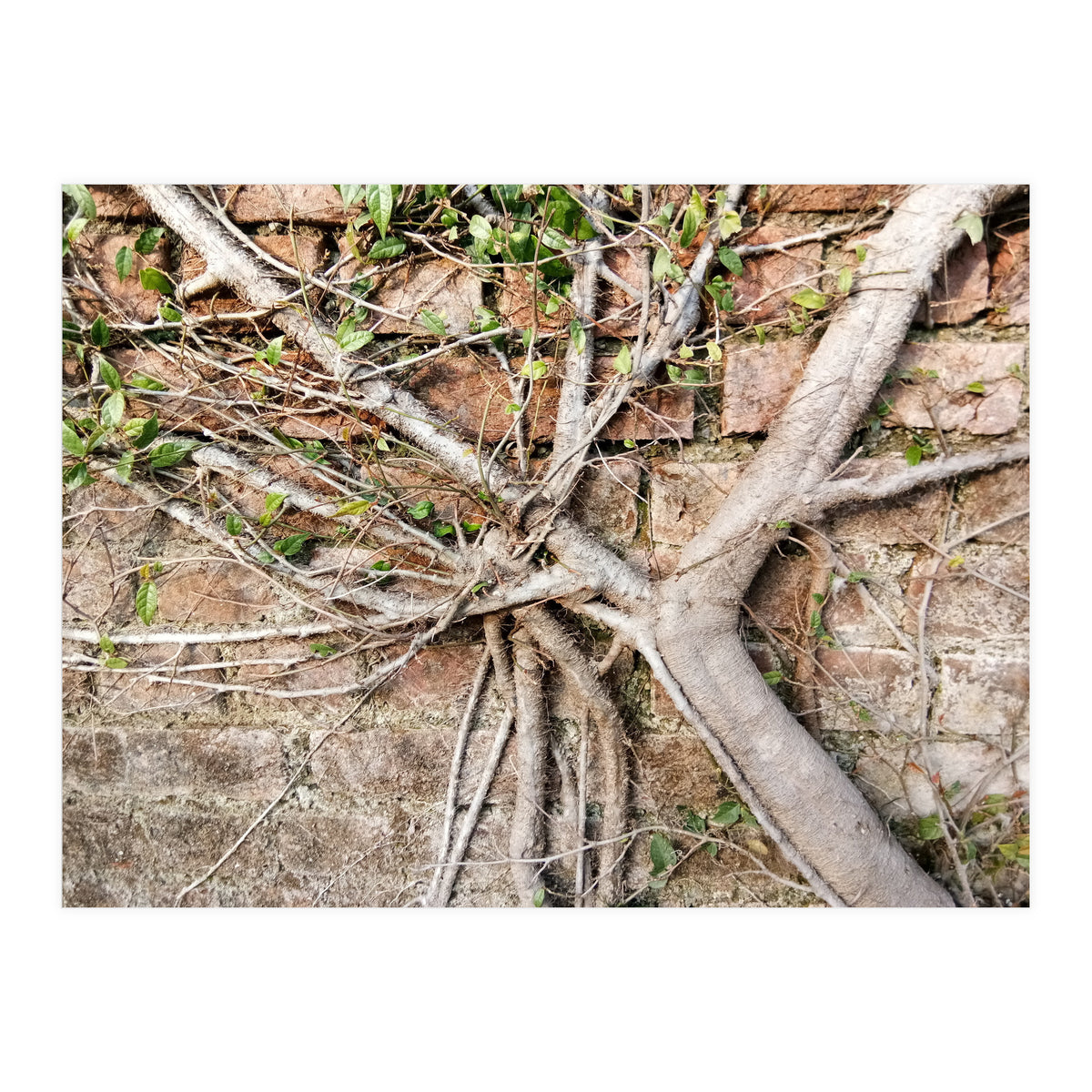 Roots (Print Only)
