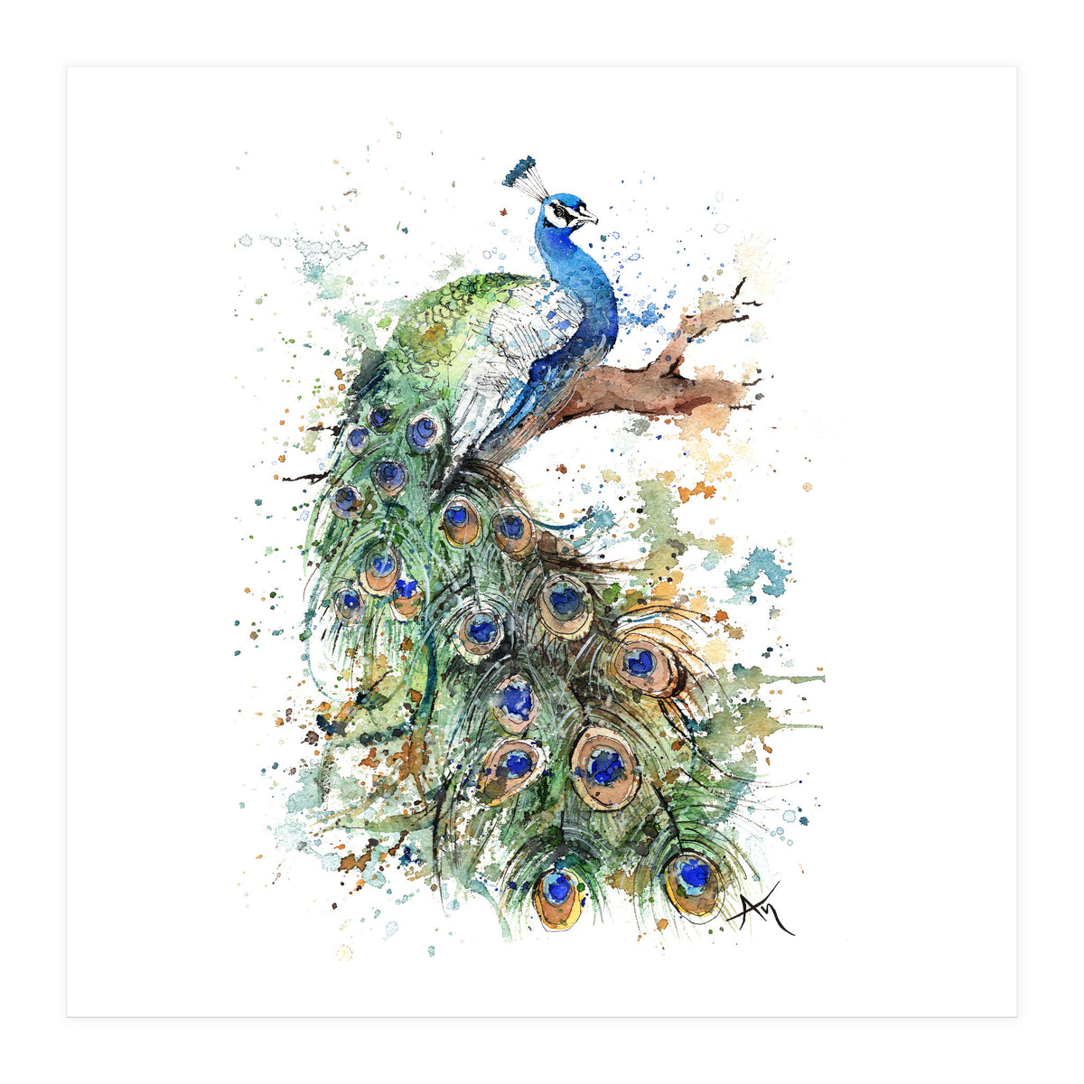 Peacock - Wildlife Collection (Print Only)