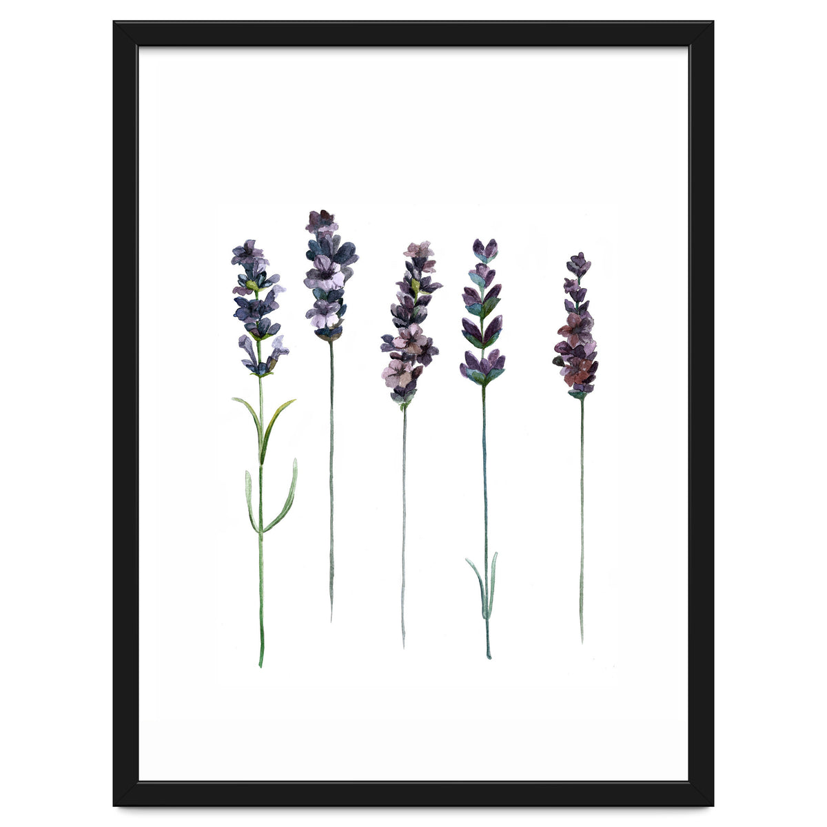 Botanical Illustration Lavender