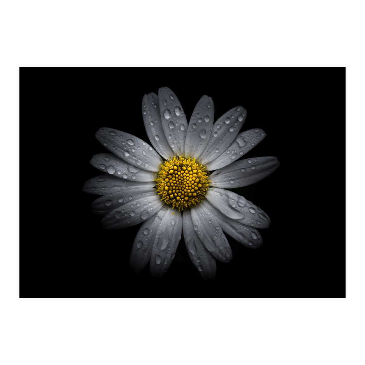 Backyard Flowers No 16 Color Version (Print Only)