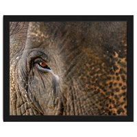Face To Face - Elephant eye