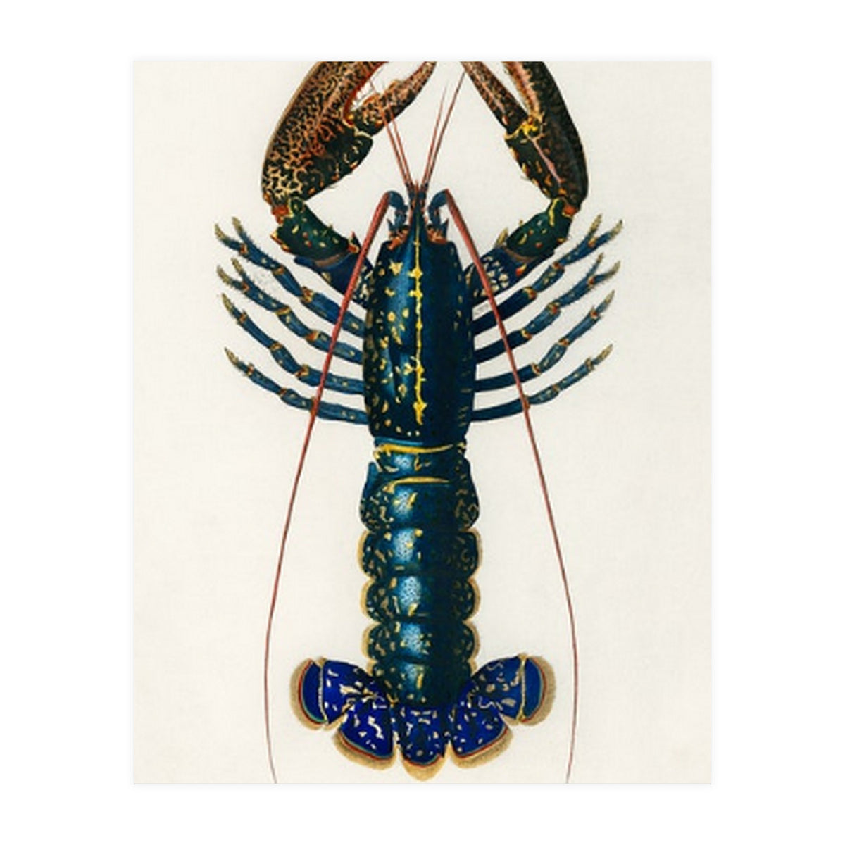 Crimson Crawfish illustrated (Print Only)