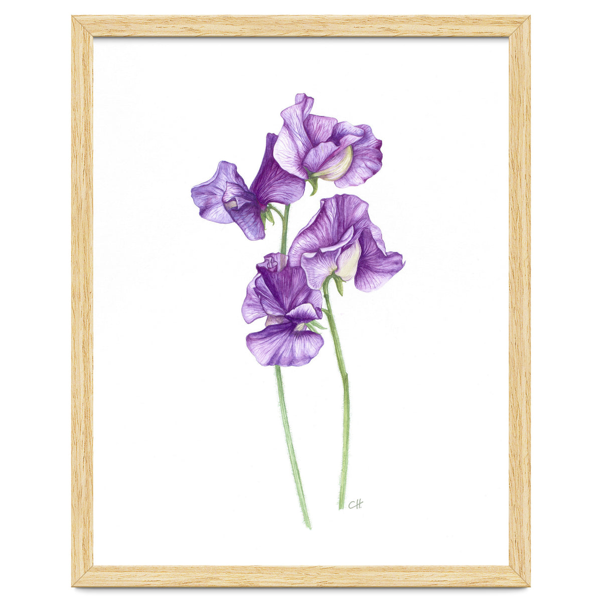 A Purple Posy Of Sweet Peas