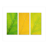 Autumn Leaves (Print Only) thumbnail