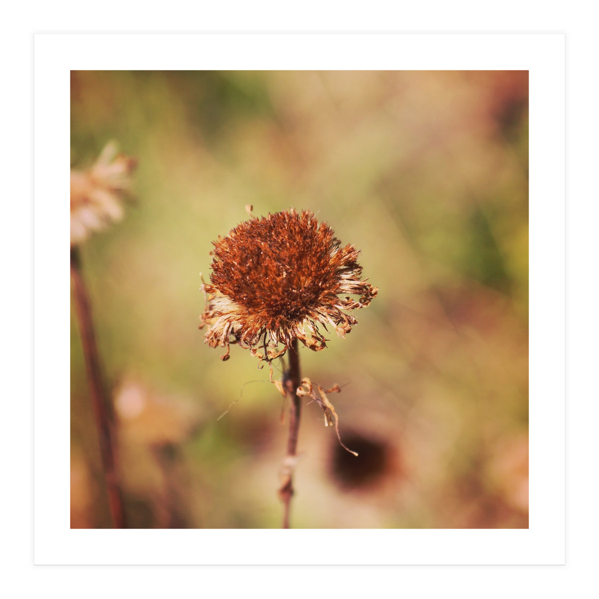 dried daisy (Print Only)
