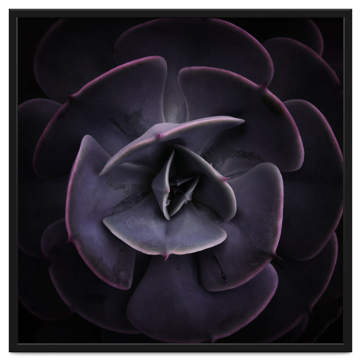 DARKSIDE OF SUCCULENTS VIII