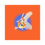 Koi Carp (Print Only) thumbnail
