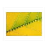 Autumn Leaf (Print Only) thumbnail
