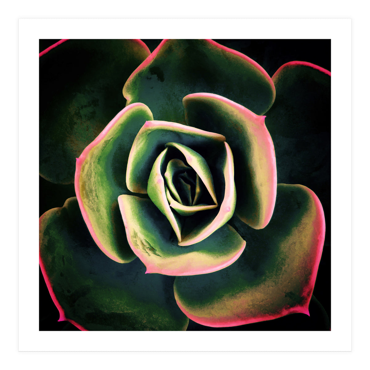 DARKSIDE OF SUCCULENTS XV (Print Only)