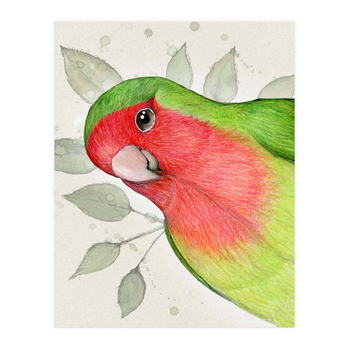 Curious lovebird (Print Only)