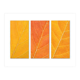 Autumn Leaves (Print Only) thumbnail
