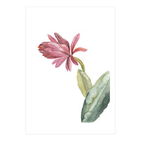 Botanical Illustration Pink Cactus Flower (Print Only)