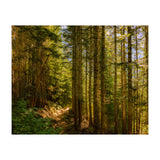Cascade Trail (Print Only) thumbnail