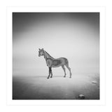 Zebra Mist (Print Only) thumbnail