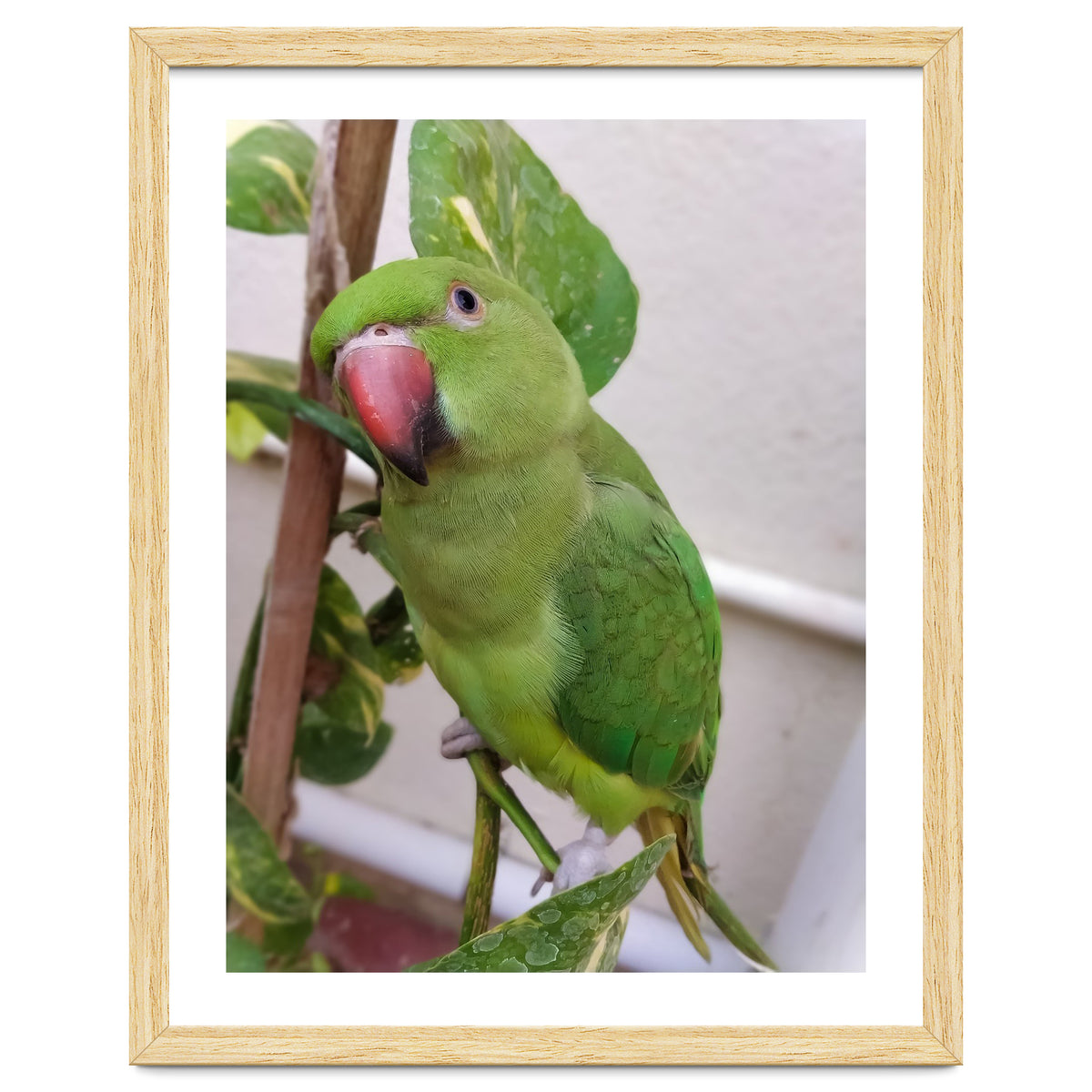 Posing Indian Parrot