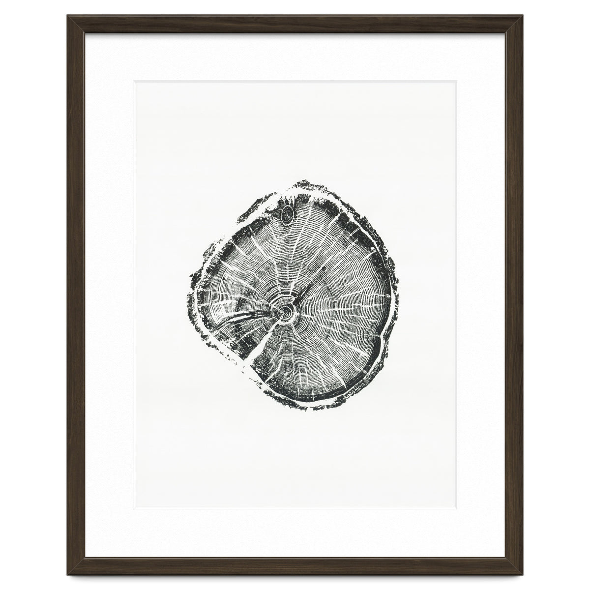 Tree Ring Print, Albion Basin, Utah, Pine Tree Print