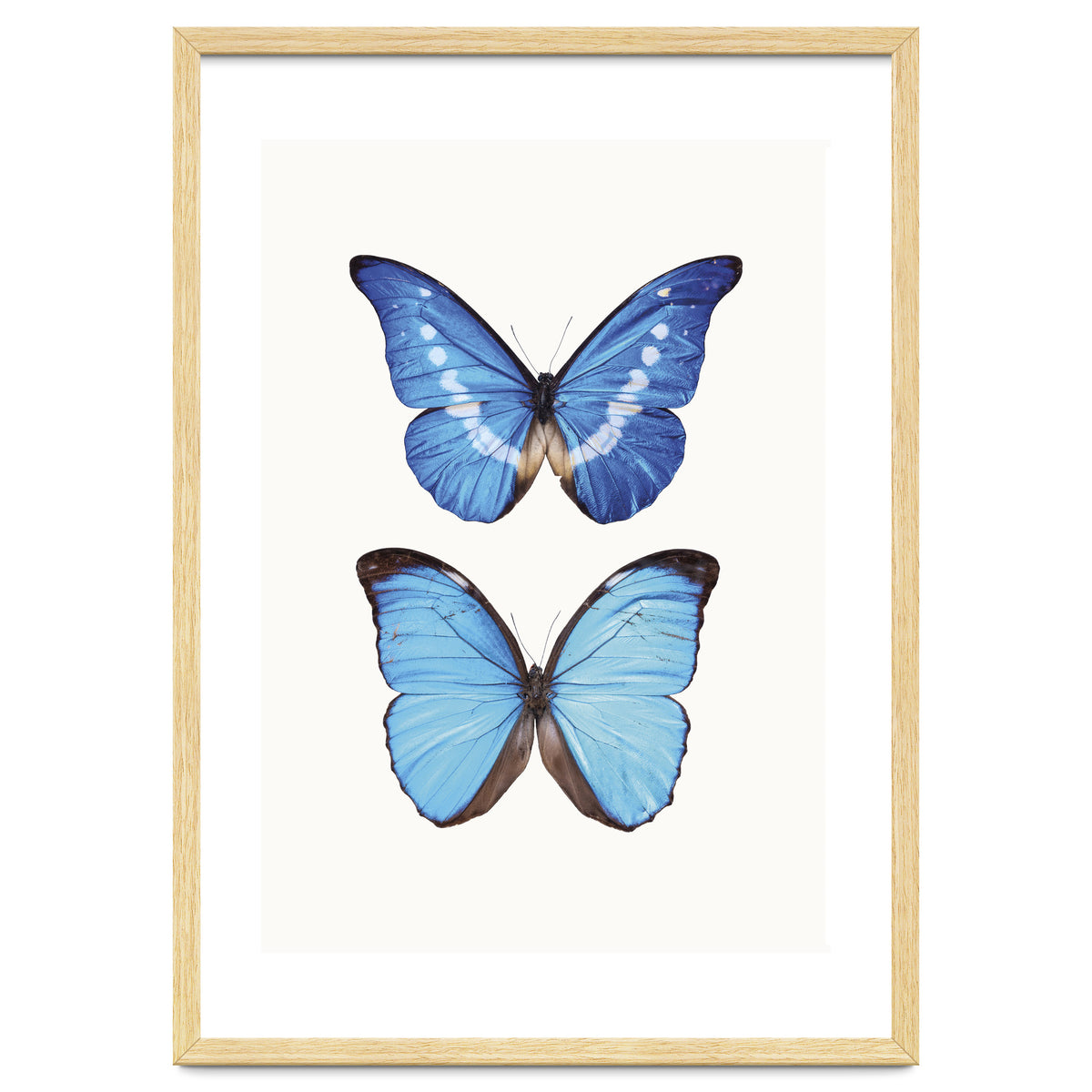 Cc Butterflies 05