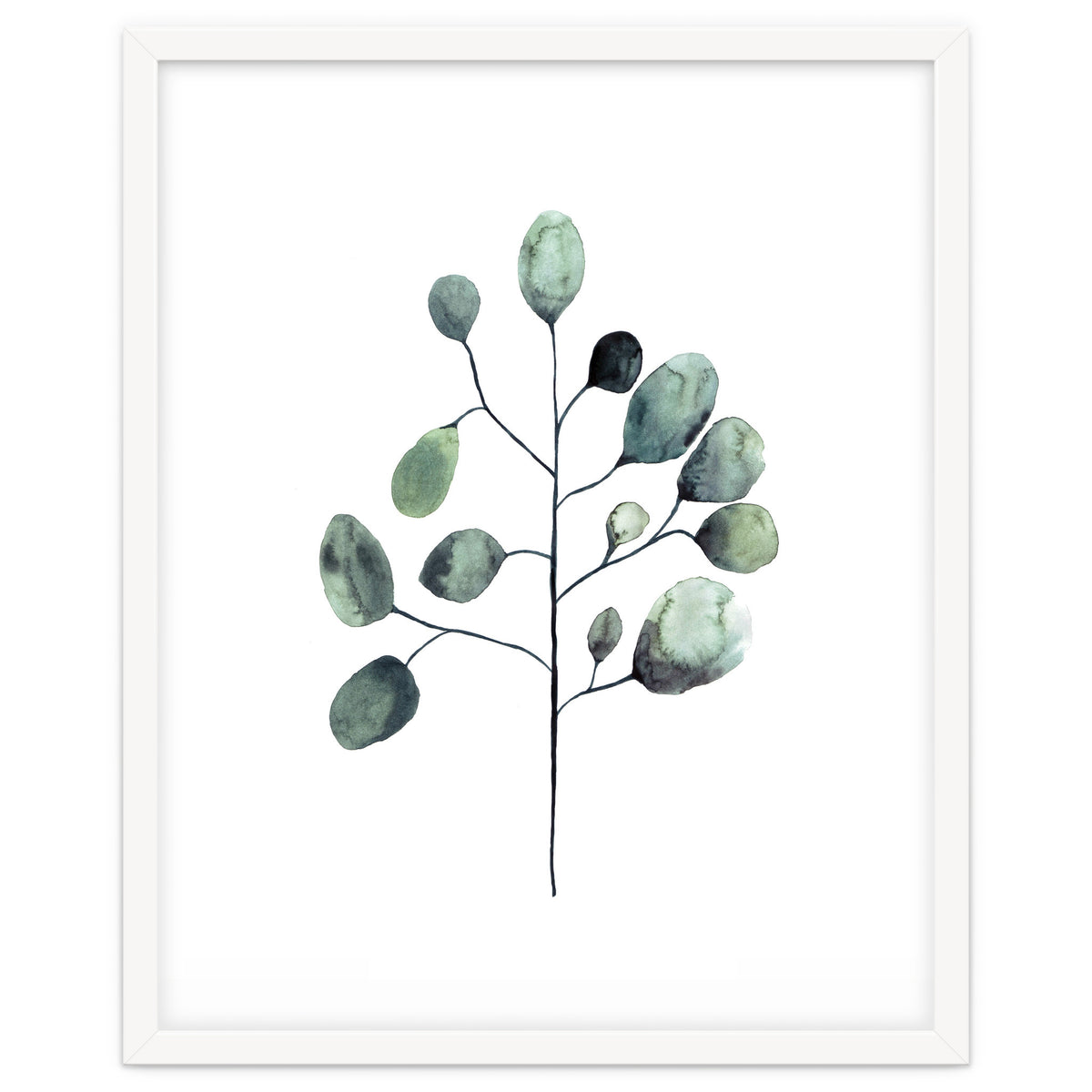 Botanical Illustration Eukalyptus