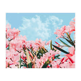 Blush Blossom II (Print Only) thumbnail