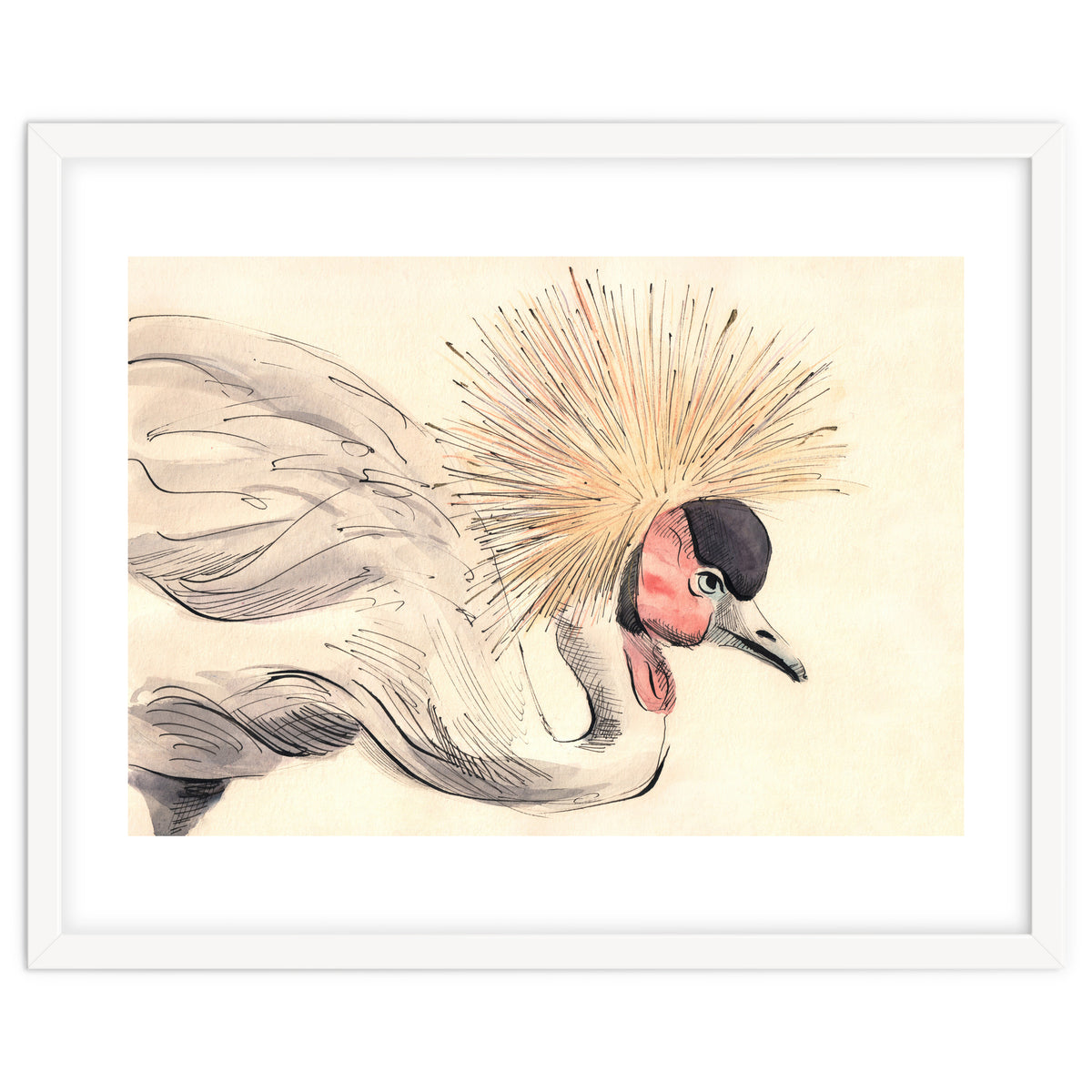 Crowned Crane