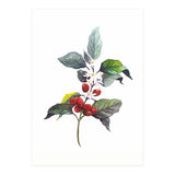 1 Botanical Illustration Kaffee Pflanze (Print Only) thumbnail