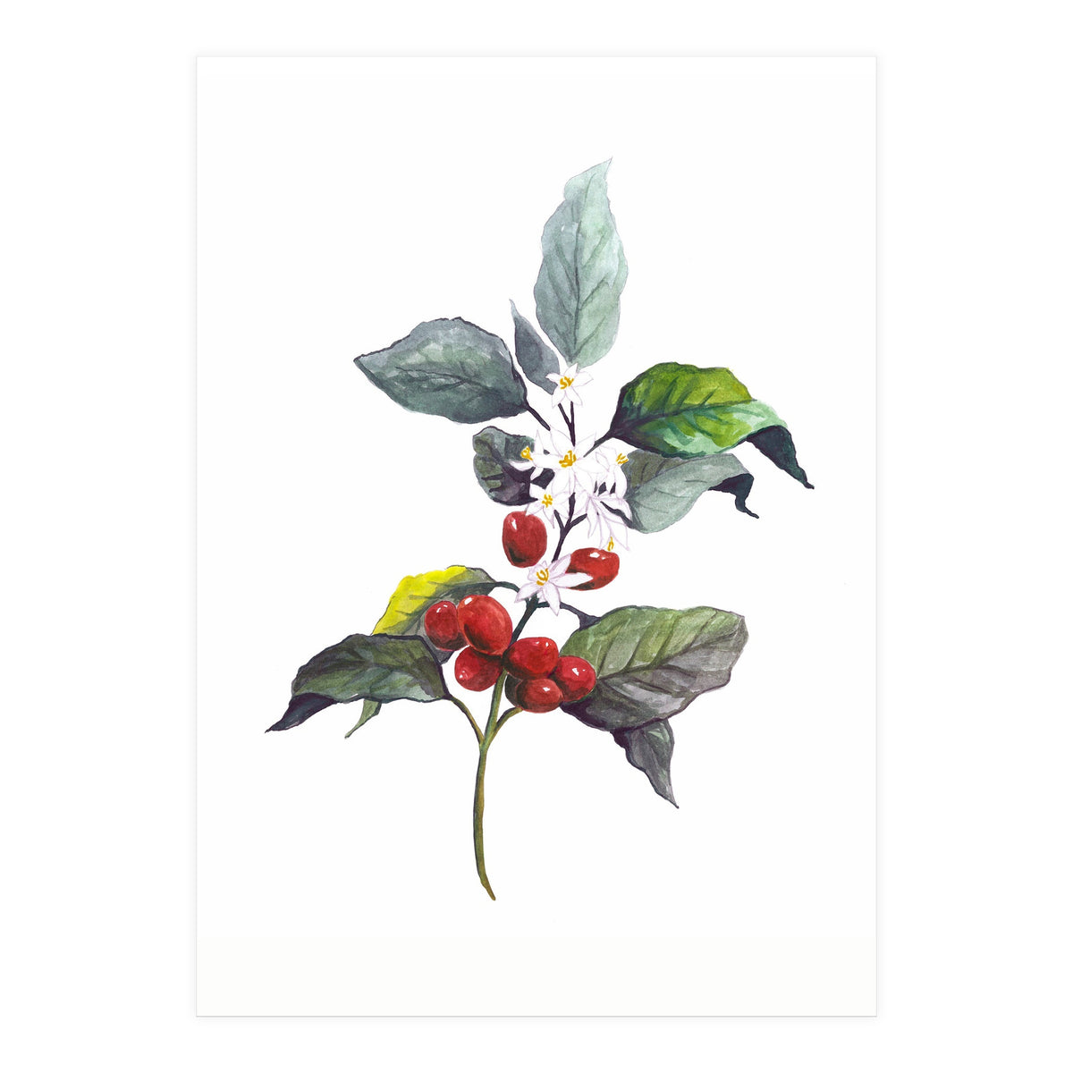 1 Botanical Illustration Kaffee Pflanze (Print Only)