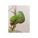 Cute Parrot (Print Only) thumbnail
