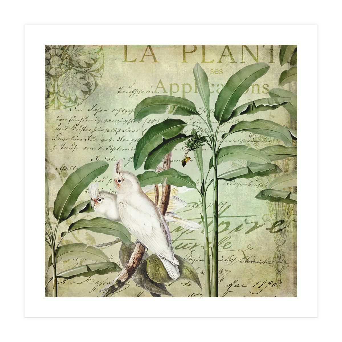 Nostalgic Cockatoo  (Print Only)