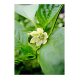 Blossom (Print Only) thumbnail