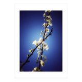ALMOST BLUE (Print Only) thumbnail