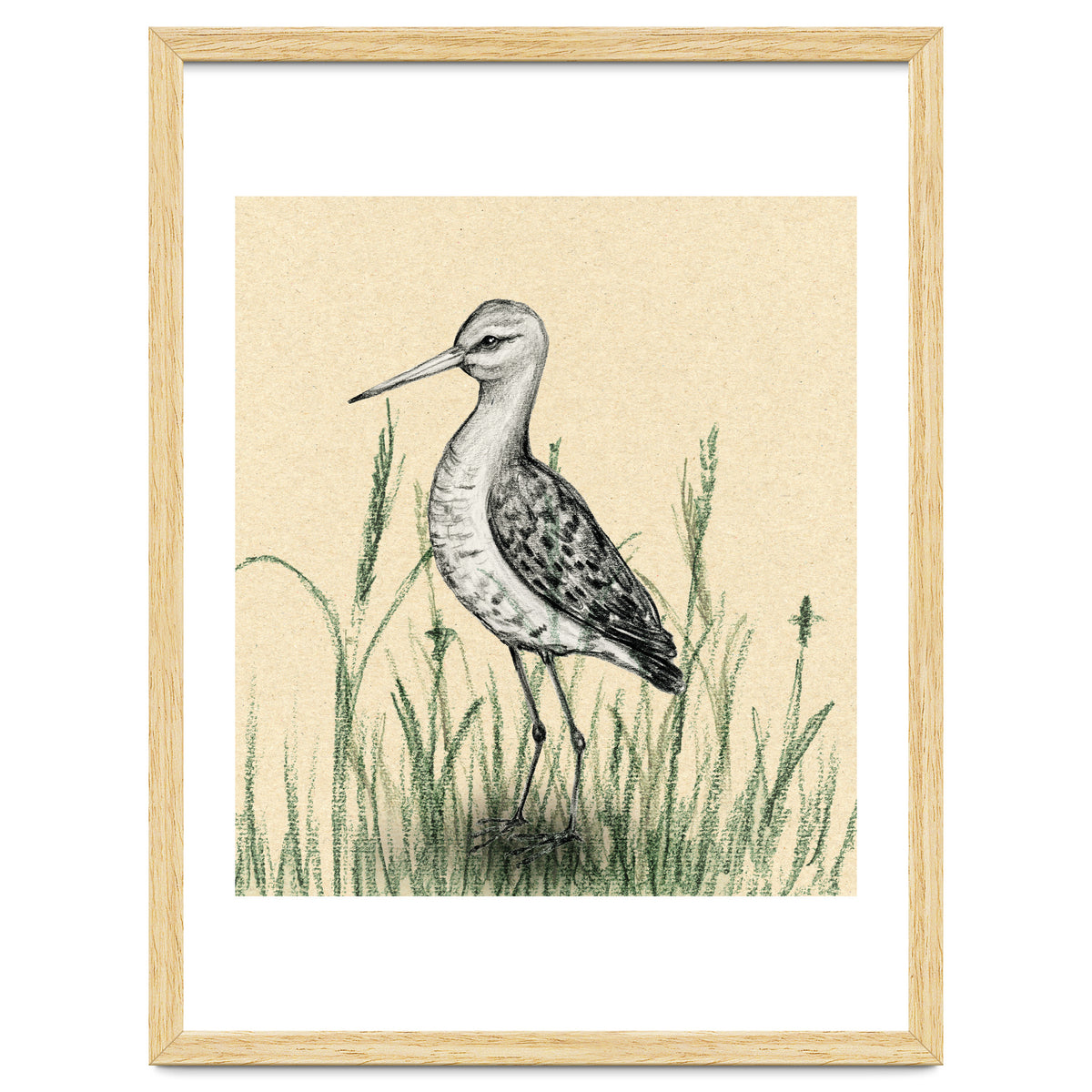 Black-tailed godwit in the grass