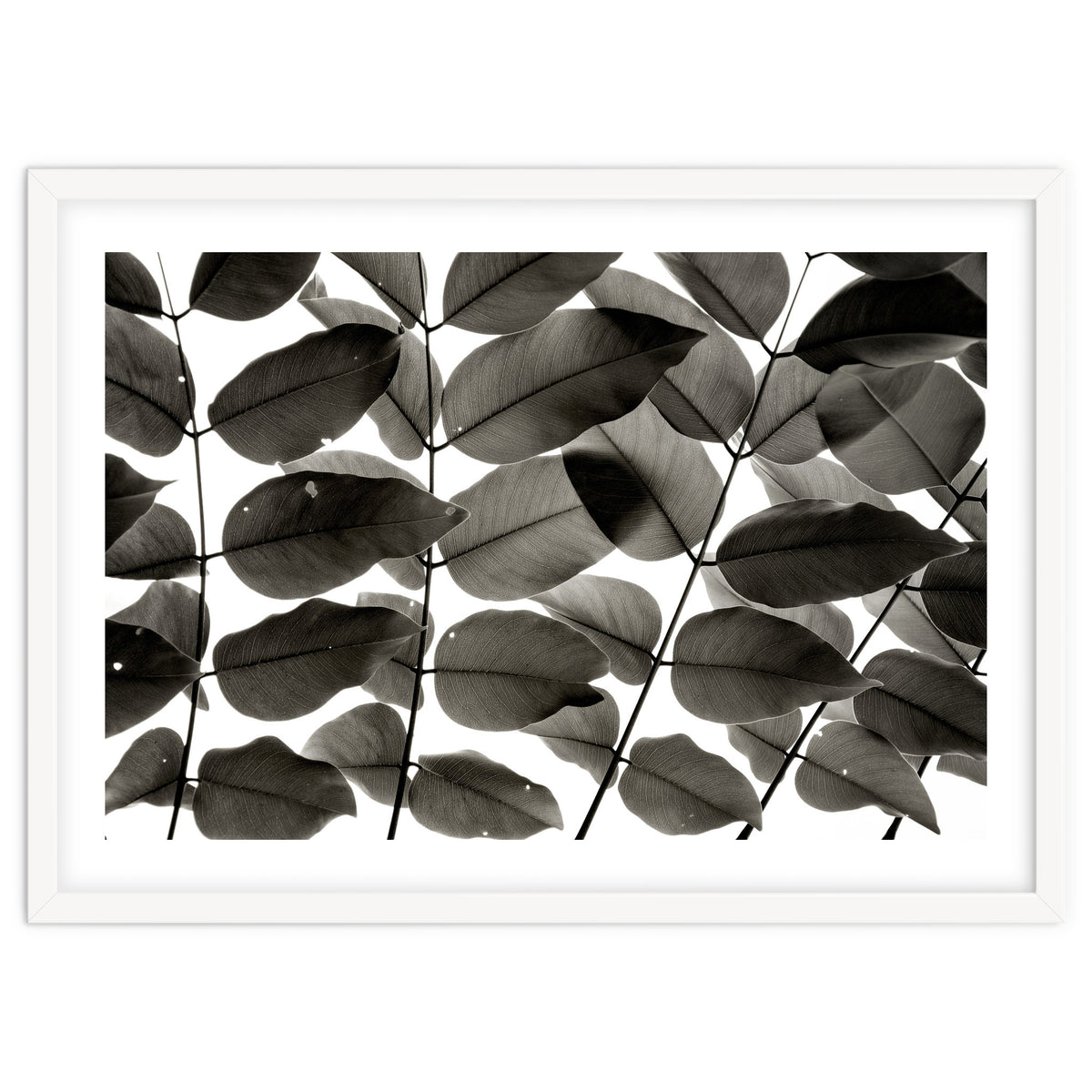 Branches and Leaves I