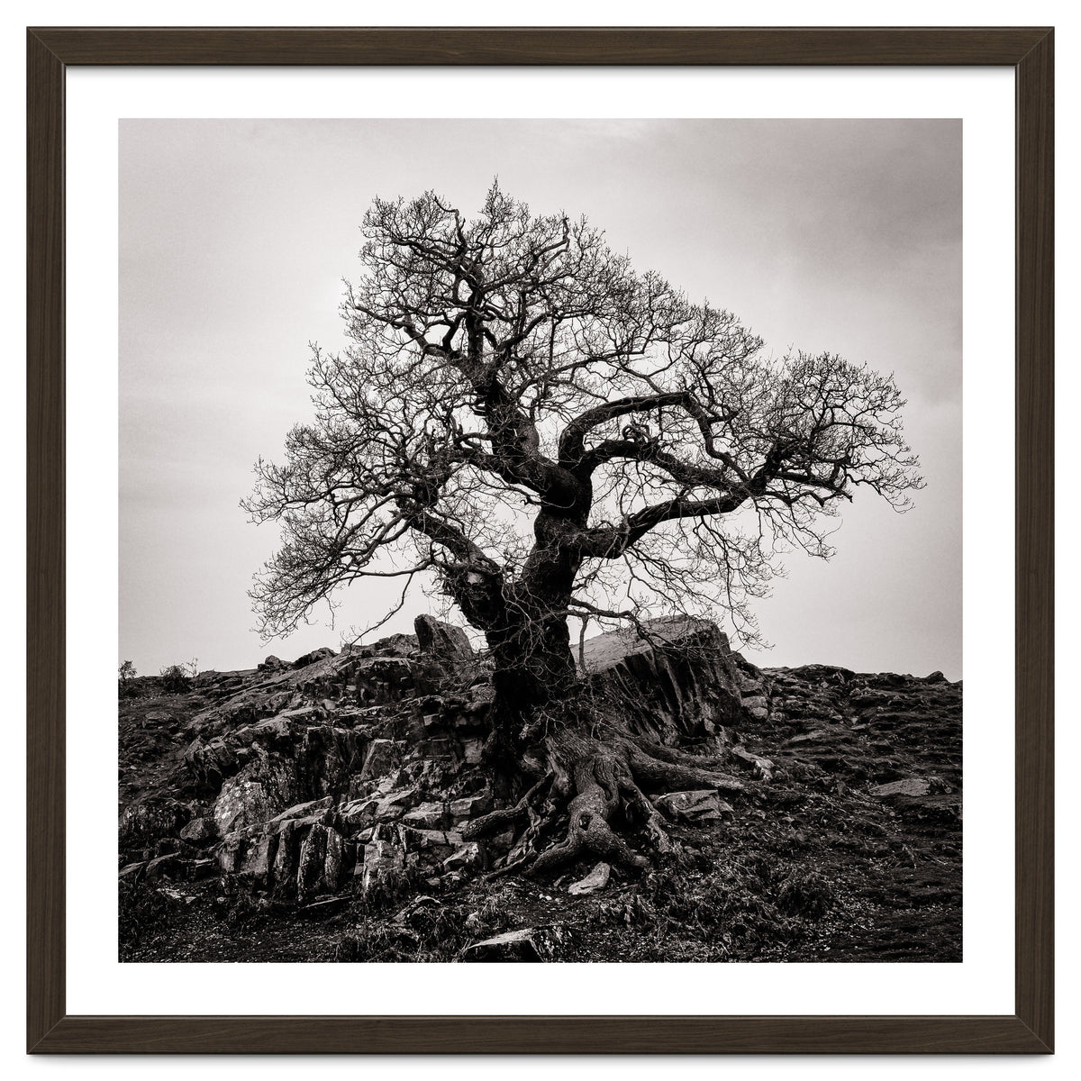 Gnarled Tree