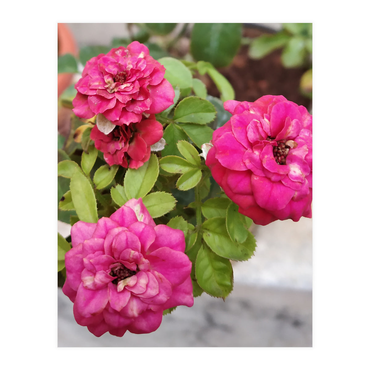 Blooming Roses (Print Only)