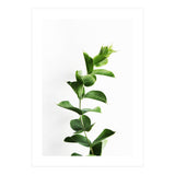 Eucalyptus (Print Only) thumbnail