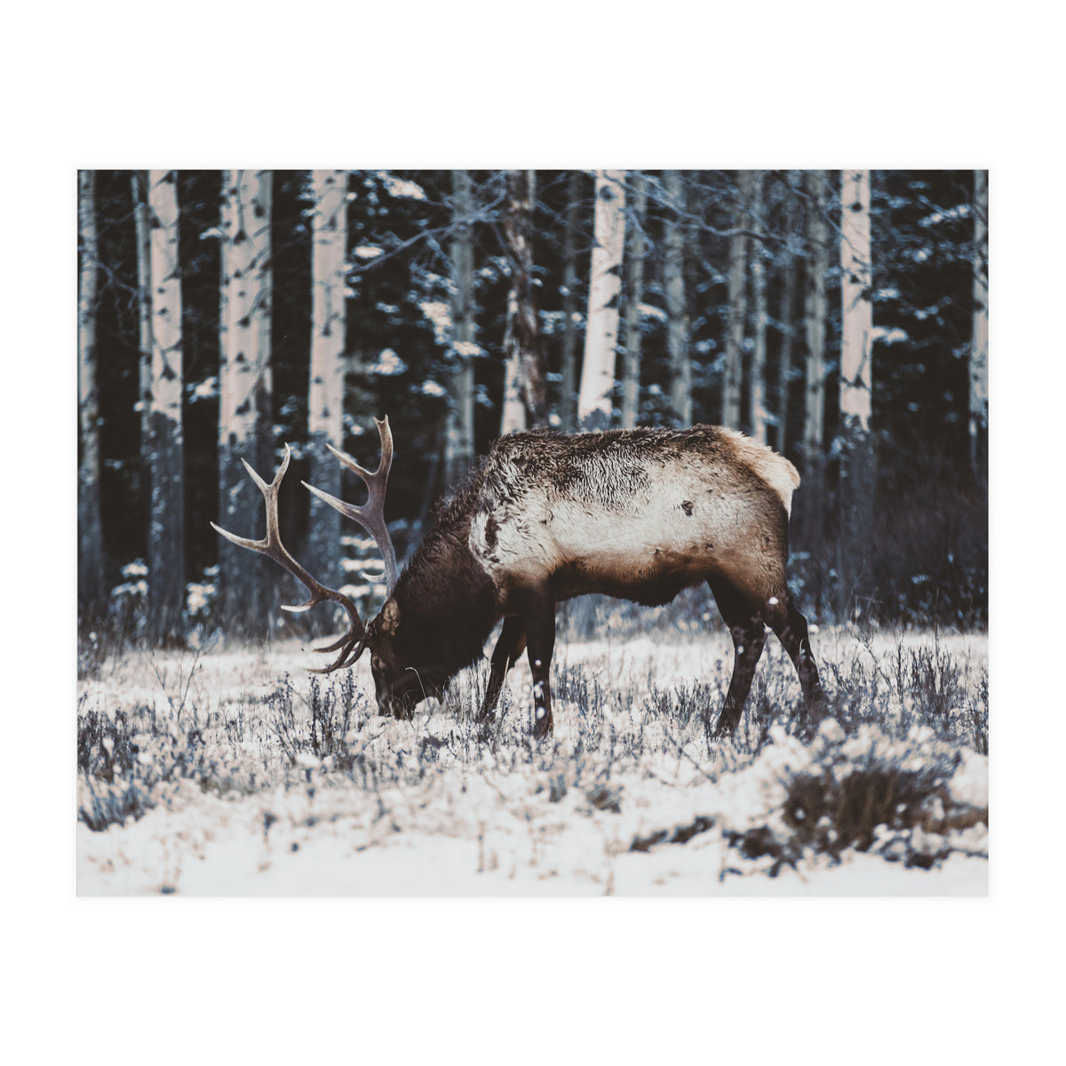 animal print (Print Only)