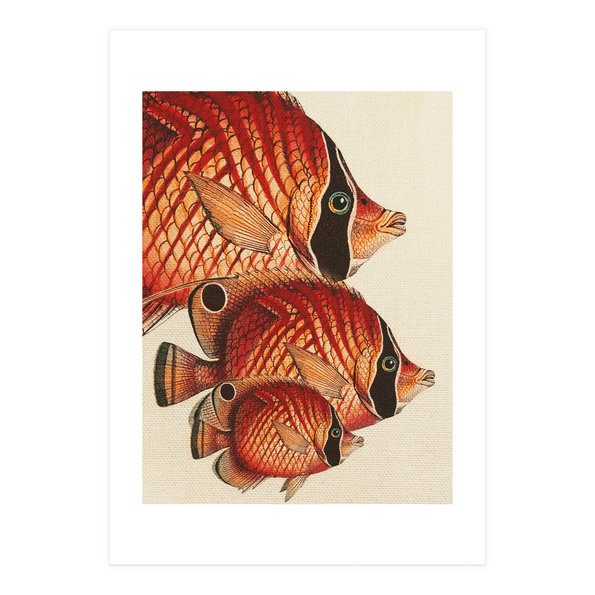 Fish Classic Designs 2 (Print Only)