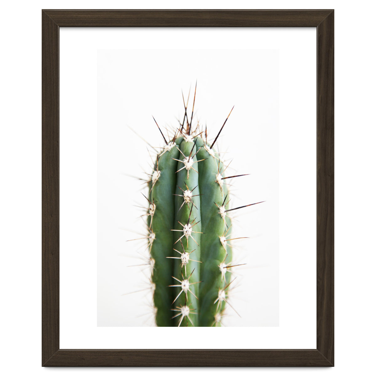 Cacti